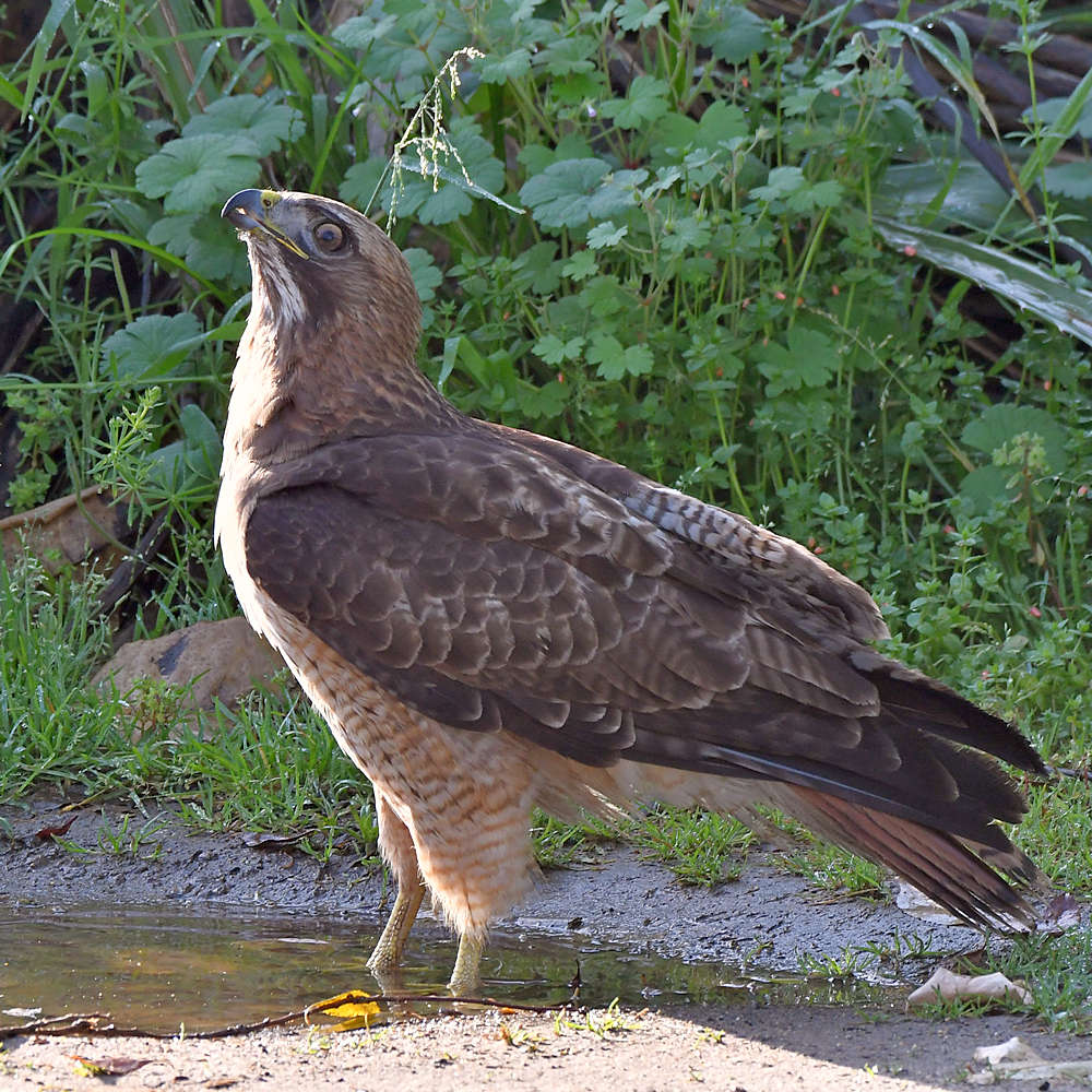 Hawk2.jpg