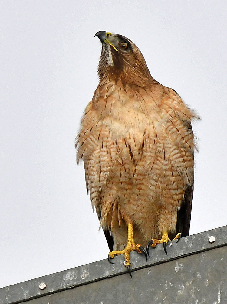 Hawk2.jpg