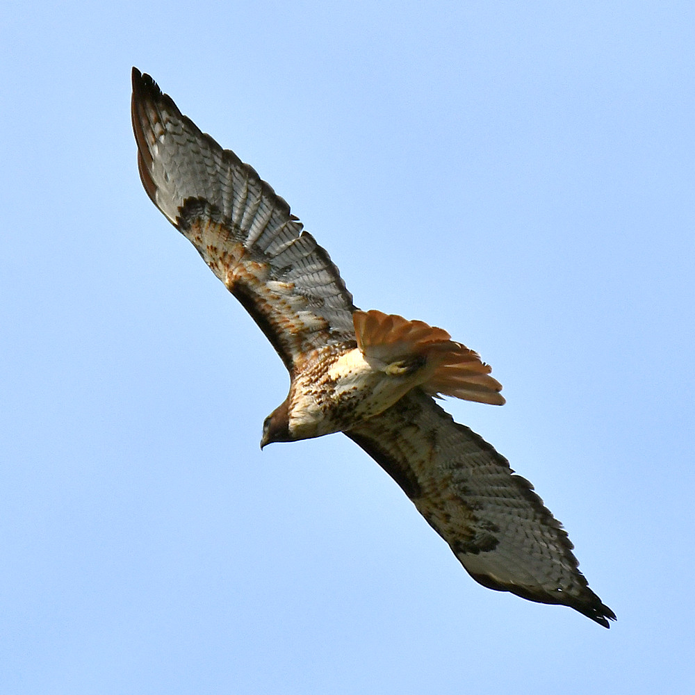 Hawk2.jpg