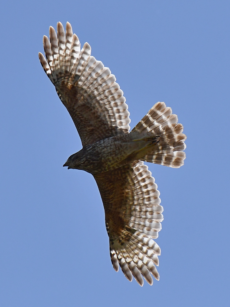 Hawk2.jpg
