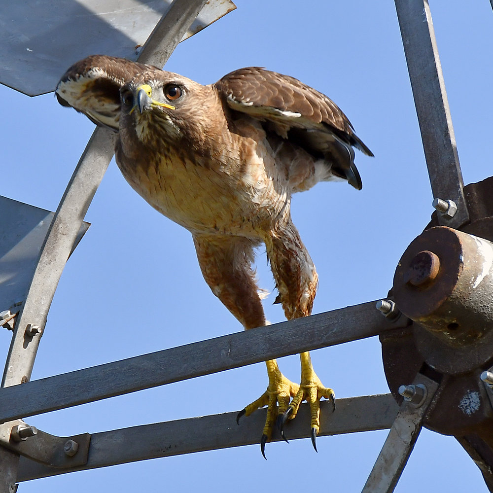 Hawk2.jpg