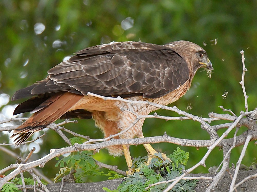 Hawk2.jpg