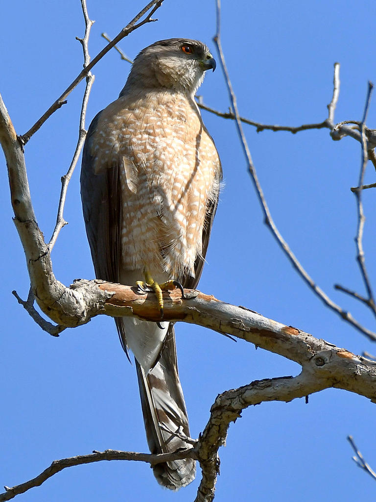 Hawk2.jpg