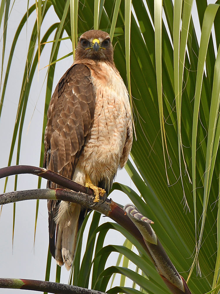 Hawk2.jpg