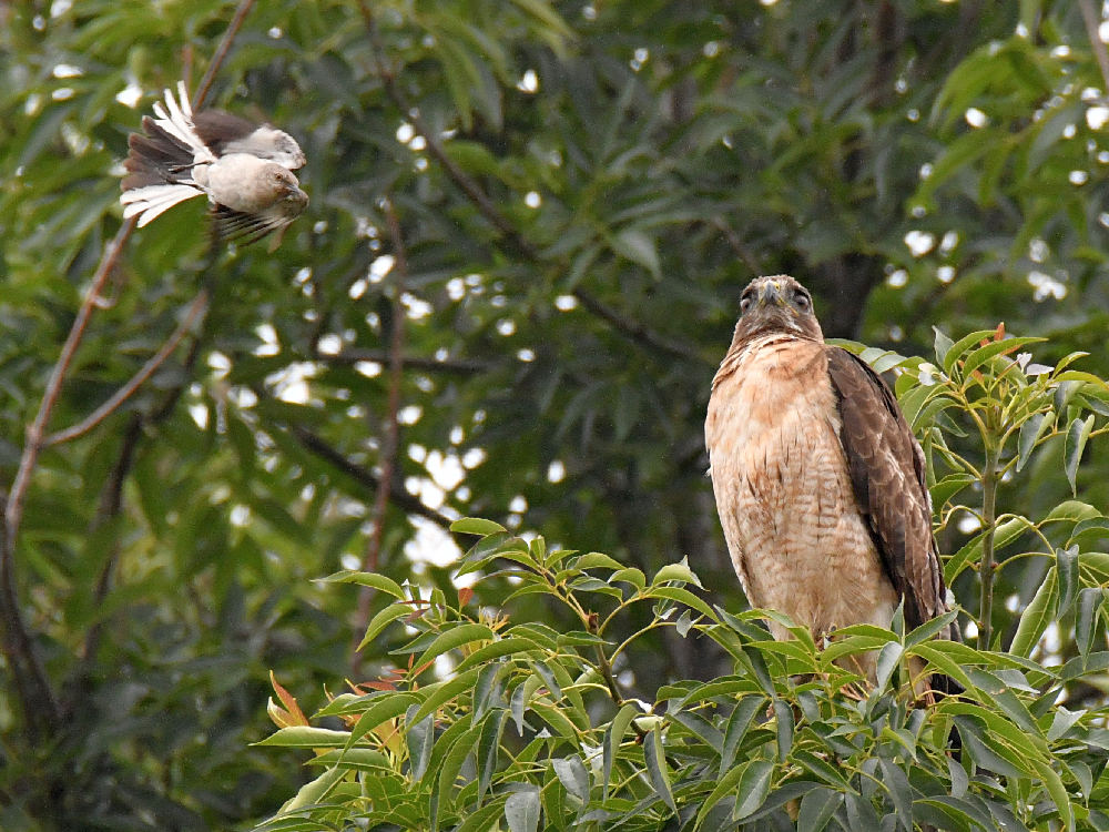 Hawk2.jpg
