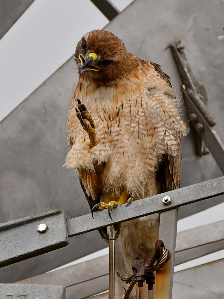 Hawk2.jpg