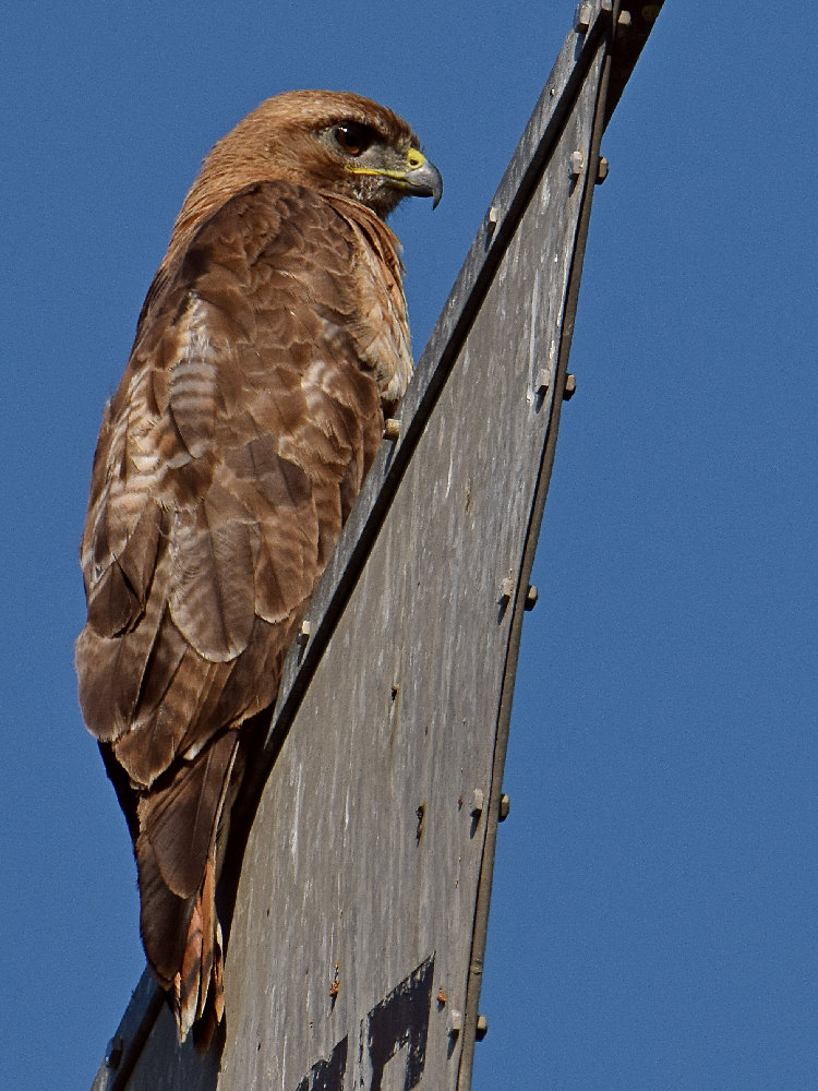 Hawk2.jpg