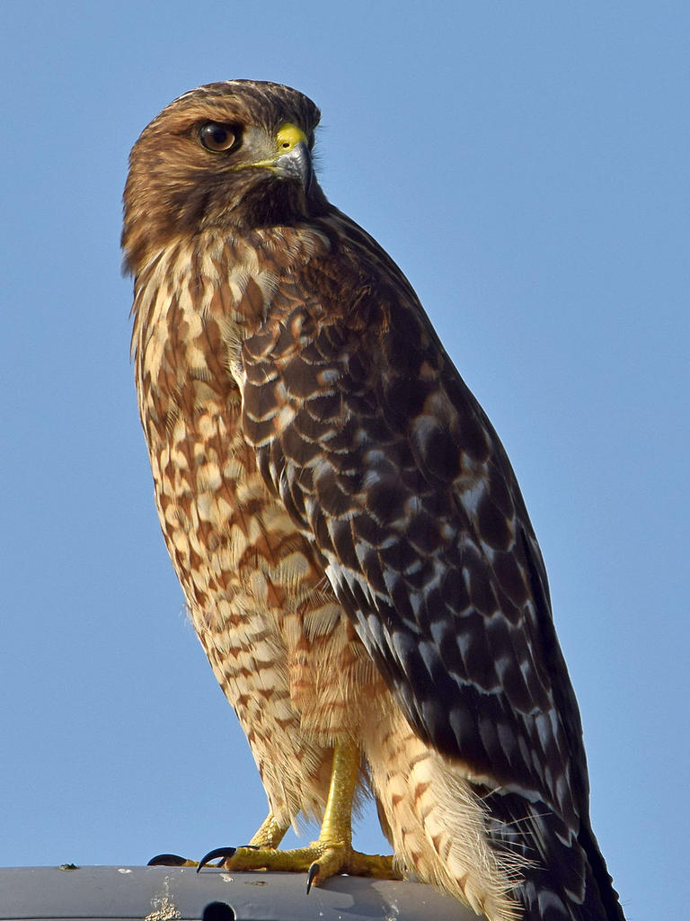 Hawk2.jpg