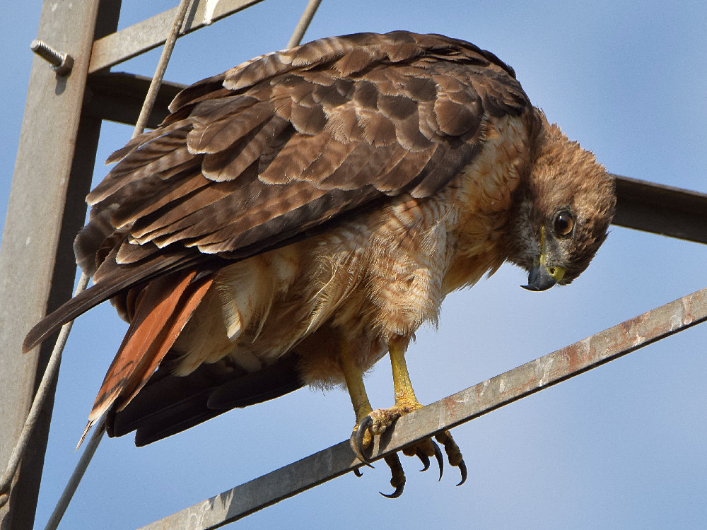 Hawk2.jpg