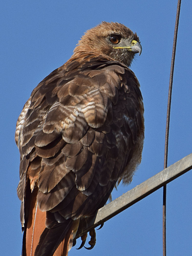 Hawk2.jpg