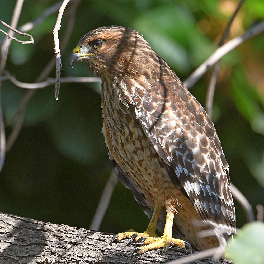 Hawk2.jpg
