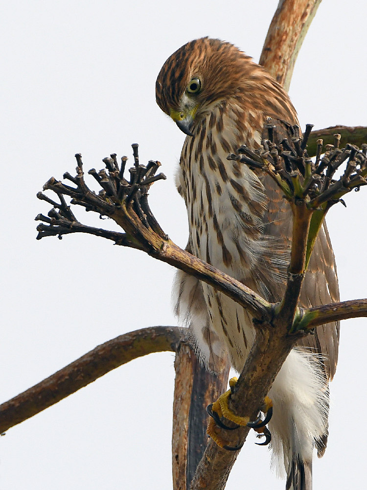 Hawk2.jpg