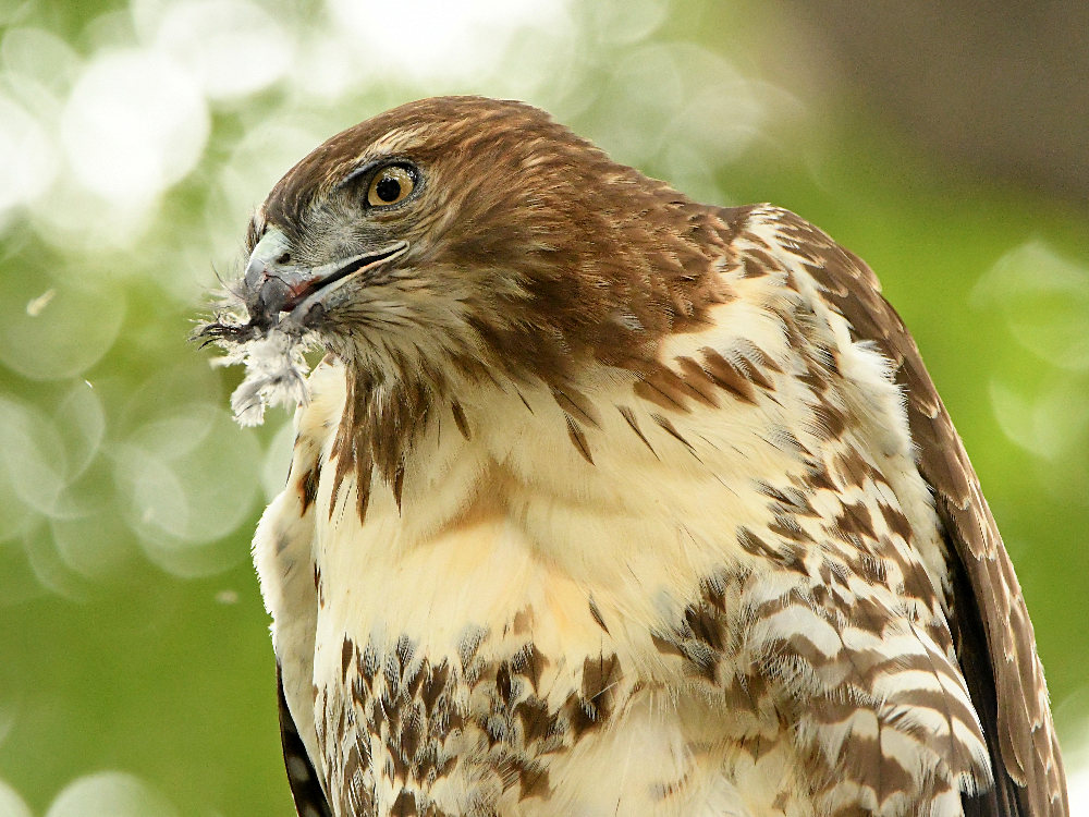Hawk2.jpg