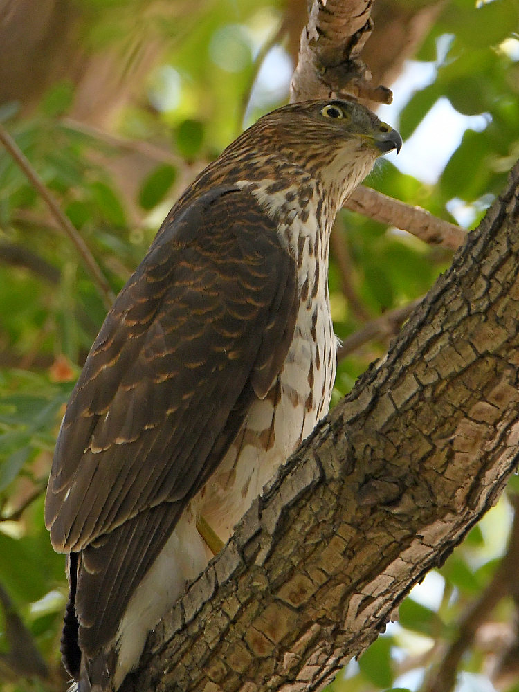 Hawk2.jpg