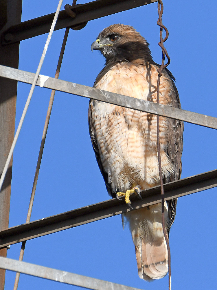 Hawk2.jpg