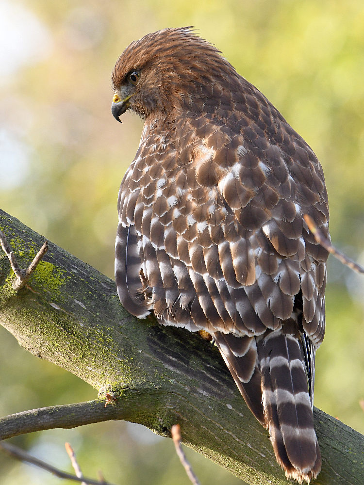Hawk2.jpg