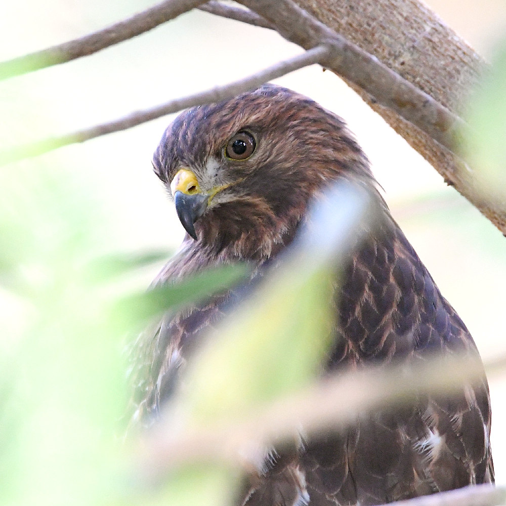 Hawk2.jpg