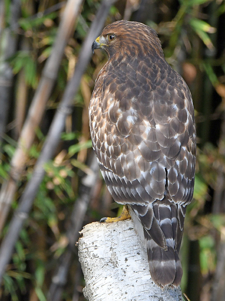 Hawk2.jpg