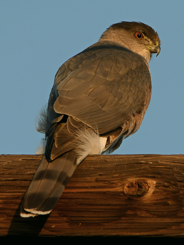 Hawk2.jpg