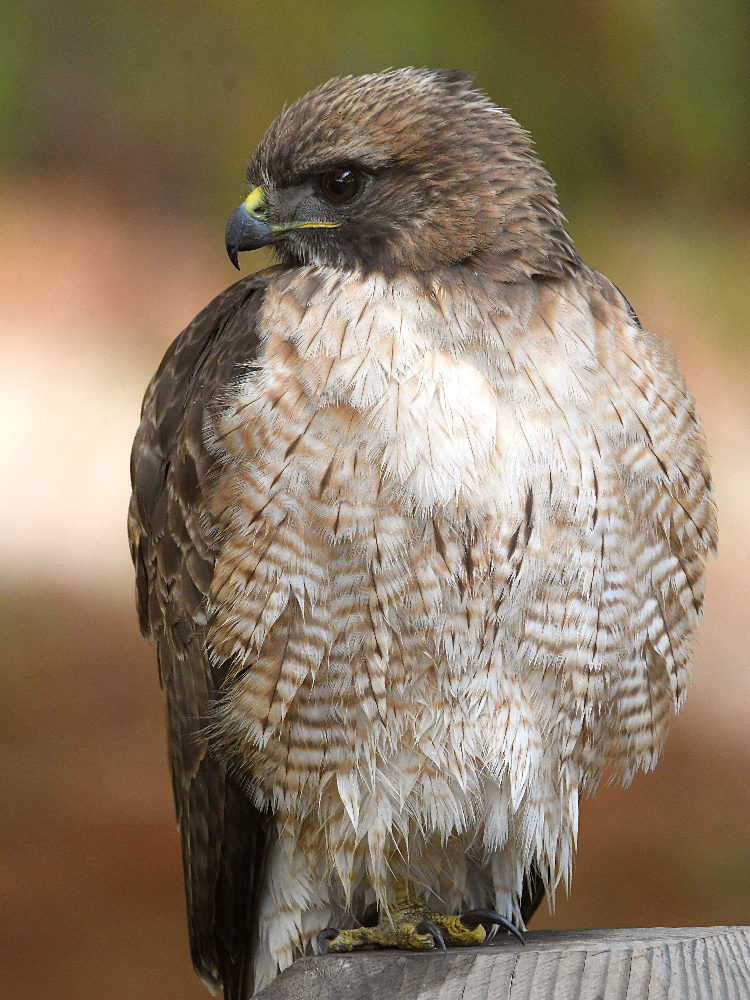 Hawk2.jpg