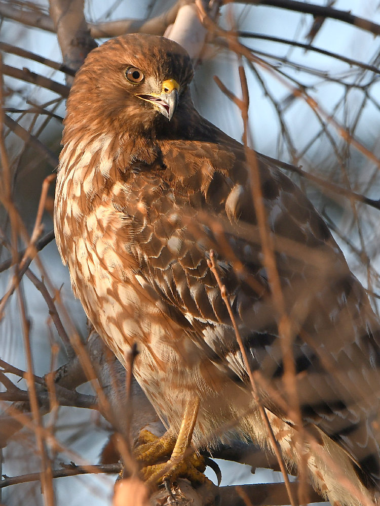 Hawk2.jpg