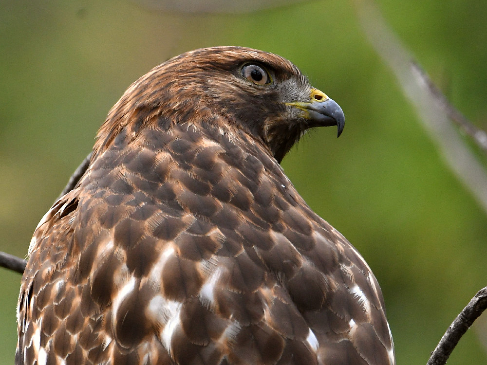 Hawk2.jpg