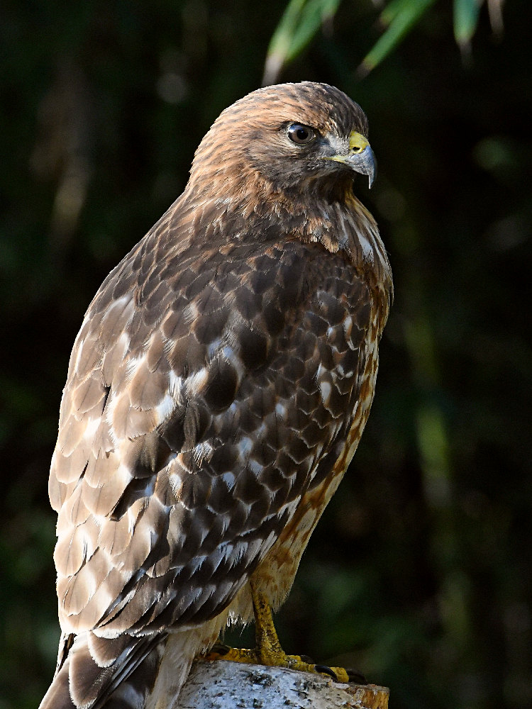 Hawk2.jpg