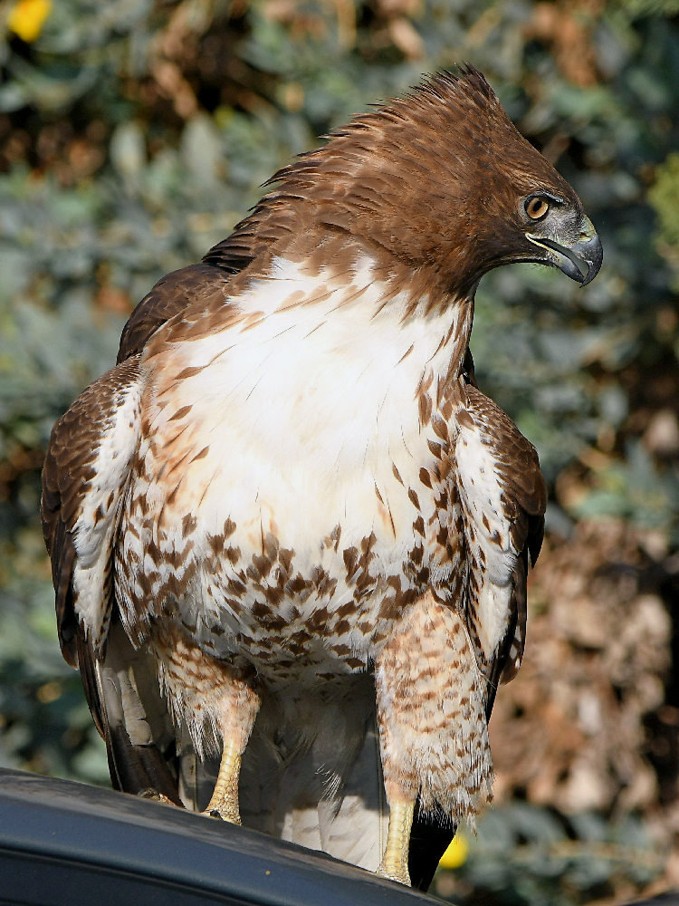 Hawk2.jpg