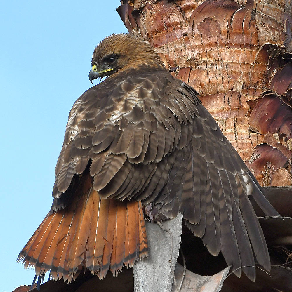 Hawk2.jpg