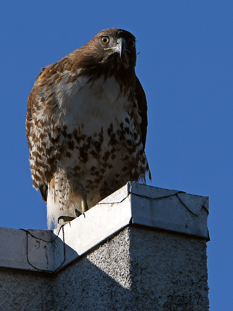 Hawk2.jpg