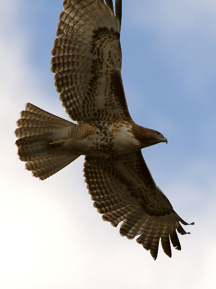 Hawk2.jpg