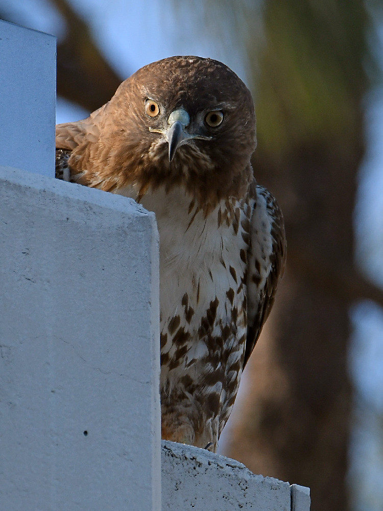 Hawk2.jpg