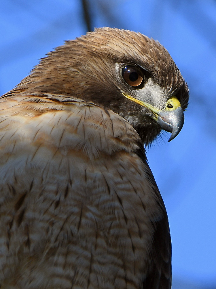 Hawk2.jpg