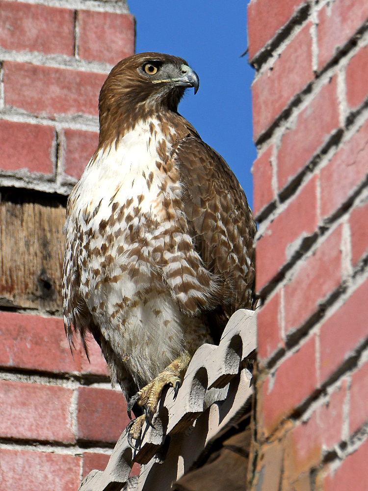 Hawk2.jpg