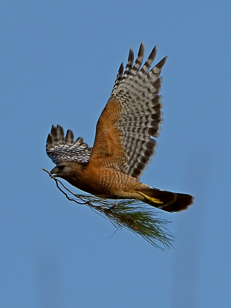 Hawk2.jpg