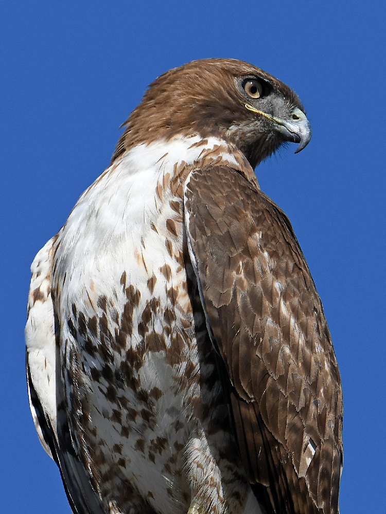 Hawk2.jpg