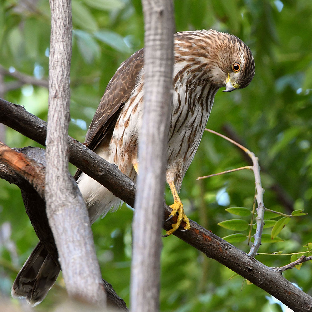 Hawk2.jpg