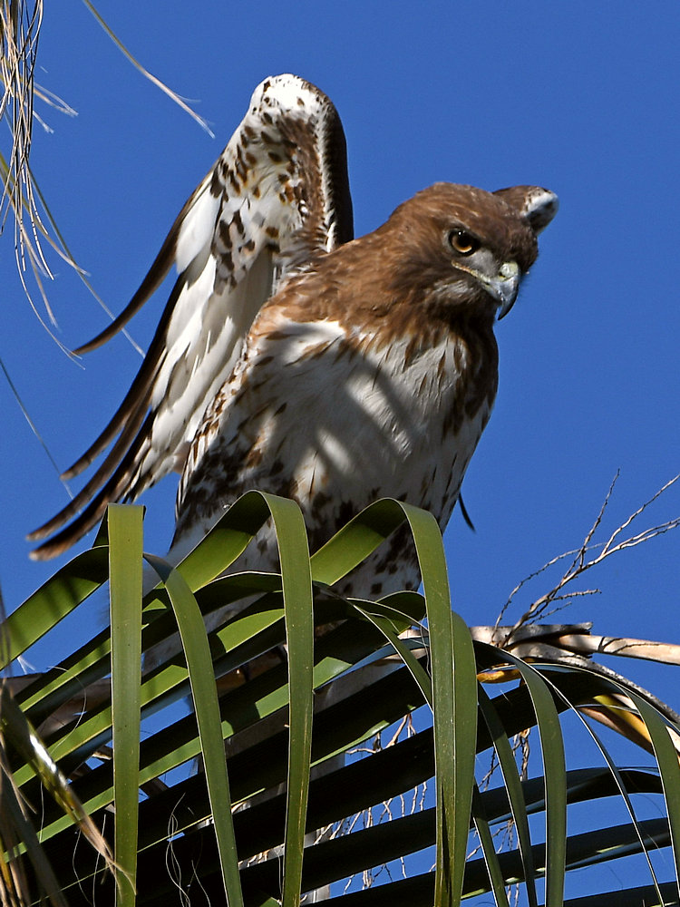 Hawk2.jpg