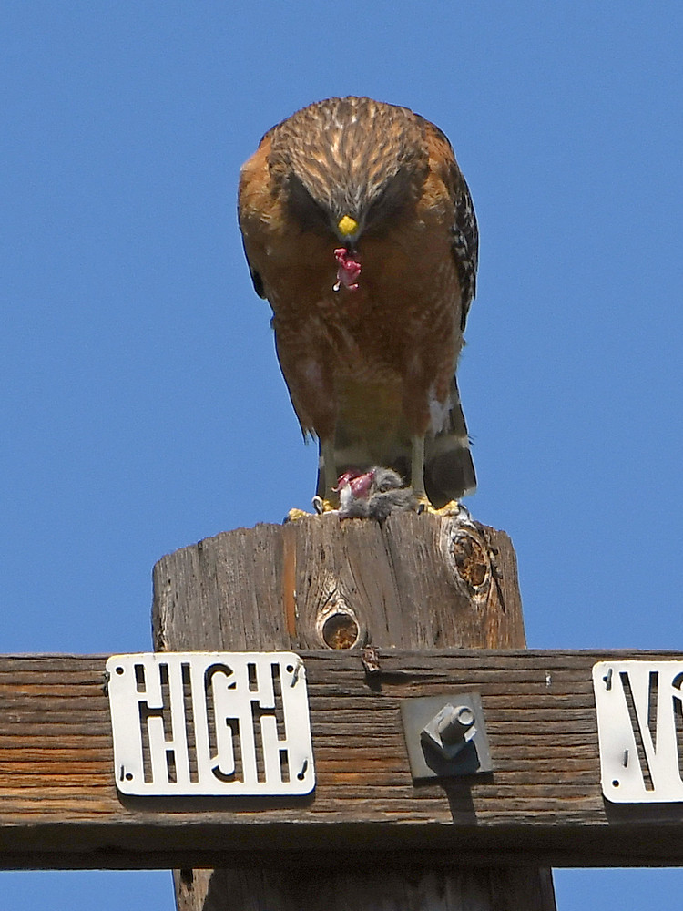 Hawk2.jpg
