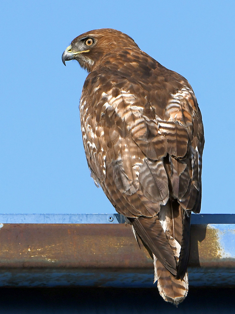 Hawk2.jpg