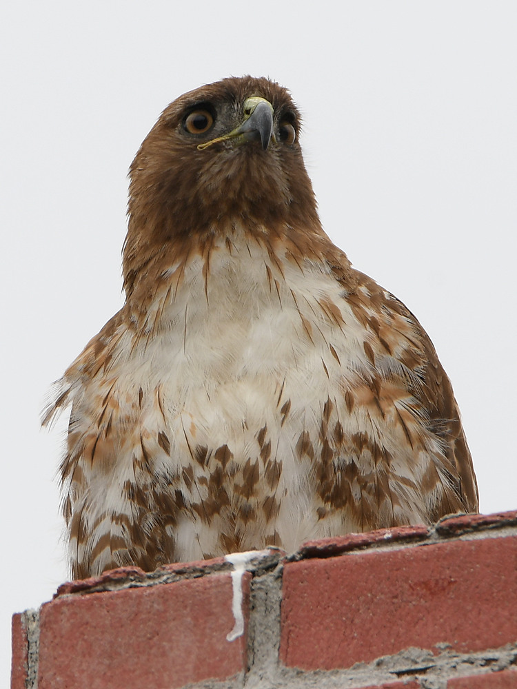 Hawk2.jpg