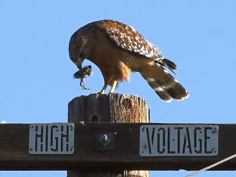 Hawk2.jpg