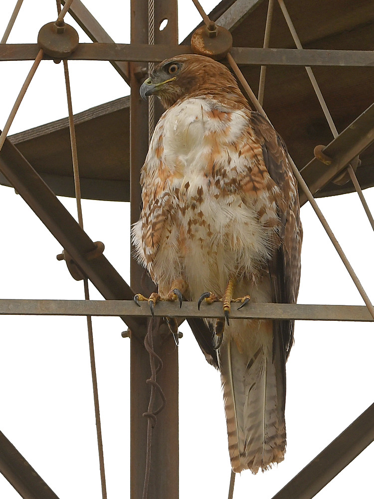Hawk2.jpg