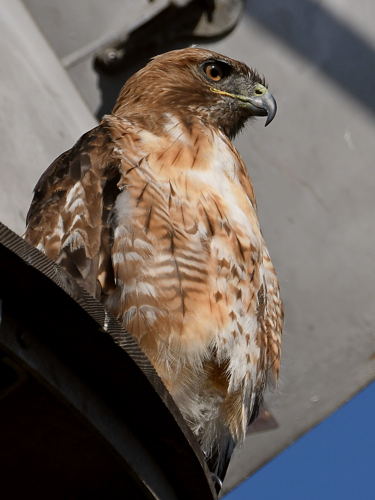 Hawk2.jpg