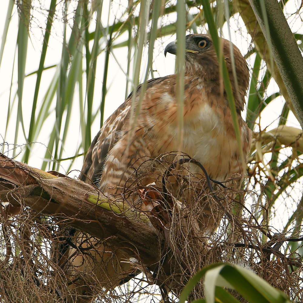 Hawk2.jpg