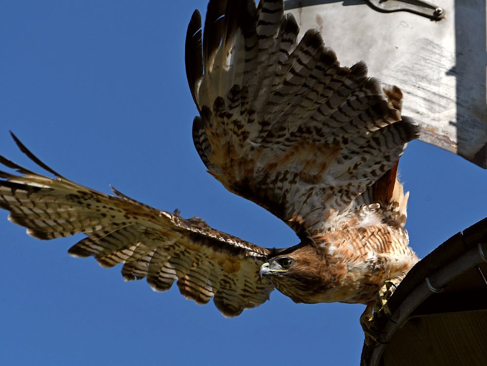 Hawk2.jpg