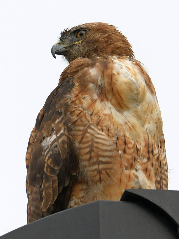 Hawk2.jpg