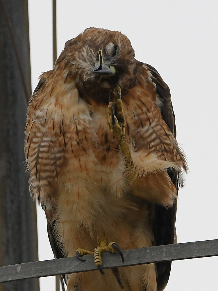 Hawk2.jpg