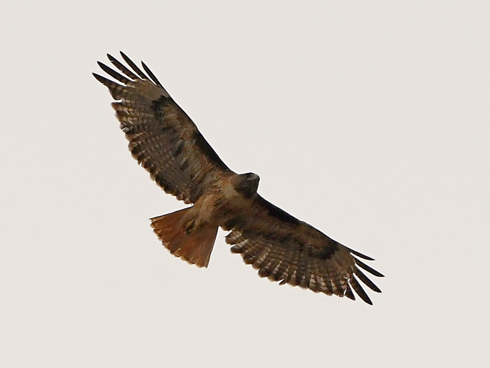 Hawk2.jpg