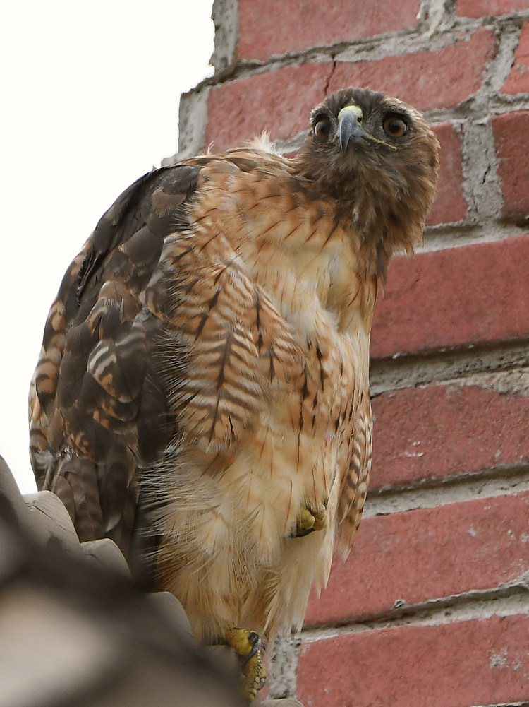 Hawk2.jpg